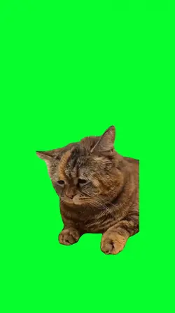 depressed cat