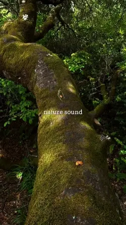 nature sound