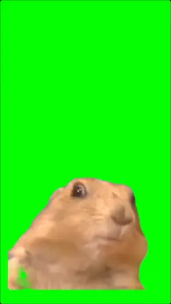 Hamster git shocked 