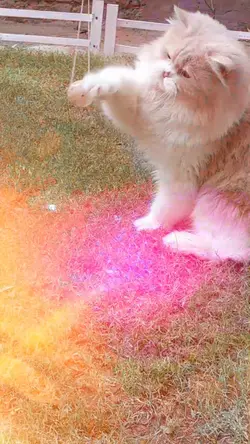 cat agent 
