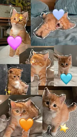 Cute cat