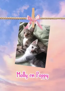 katten sjabloon