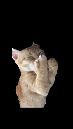 meme cat funny