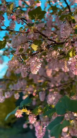 Spring season. 