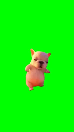 Pibble Dog Dancing
