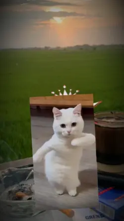 Dancing Cat