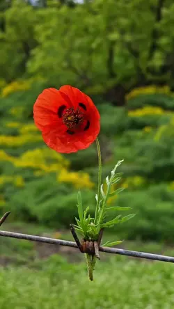 yeni şablon 