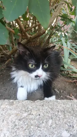 mon chat tro mignon