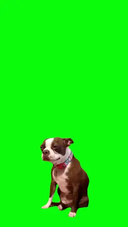 green screen anjing 