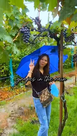 picking grapes