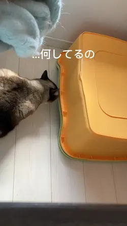 猫動画