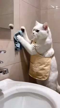 Funny Ai cat video
