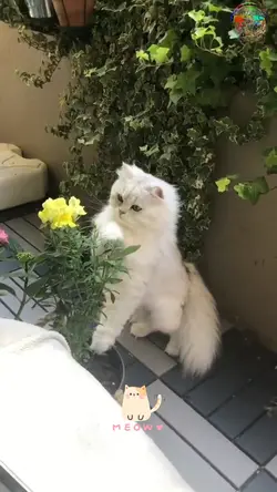 Cute Cat.