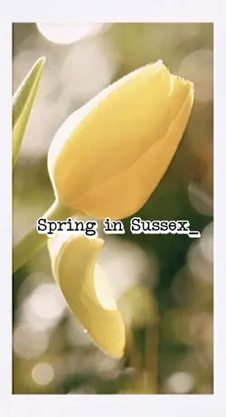 Spring Vibes