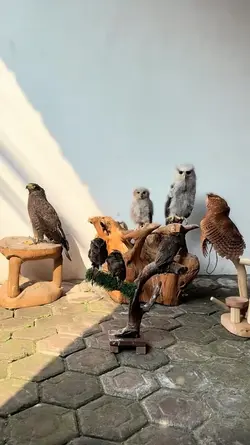 cinematic focus
