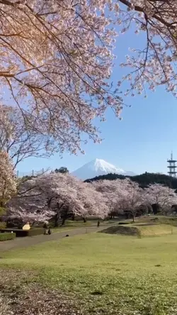 CINEMATIC JEPANG
