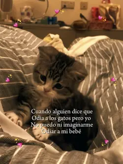 Amo a mi gatito ✨💗