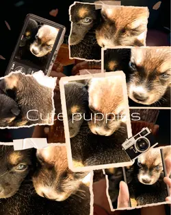 Cute puppies 