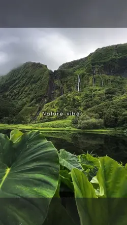 Nature Vibes.