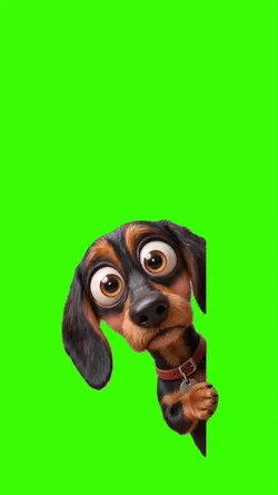 Dog/Cachorro