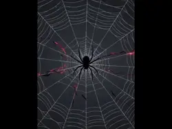 Na teia da aranha