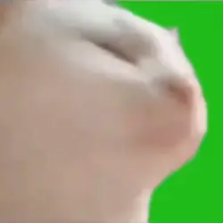 Dancing cat