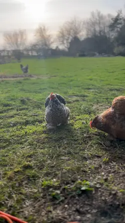 Hühner 🐓 