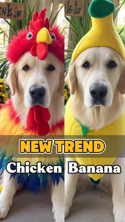 chicken banana