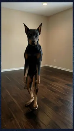 dancing dog