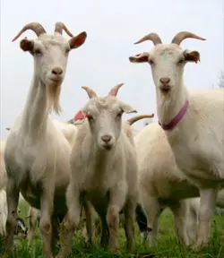 3 goats 