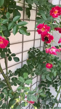 1分半の背景動画用のテンプレートです