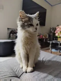 3D-AI cat