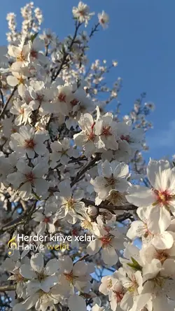 Kürtçe şablon 
