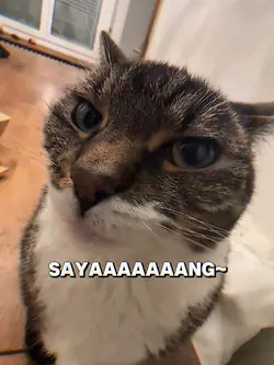 meme kucing sayaaang