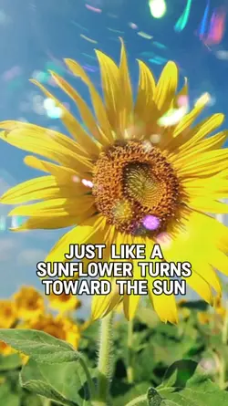 The Sunflower
