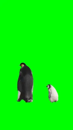 Penguins Walking