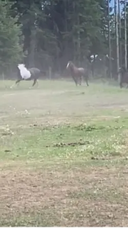 Wild Wild West 