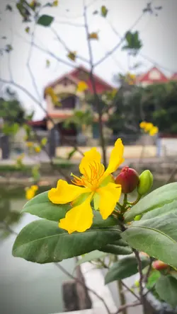 Mẫu 1 videos
