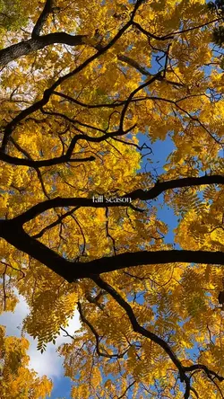 fall season