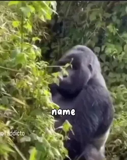 meme gorila