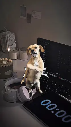 ANJING GOYANG