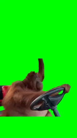 Orang utan driving
