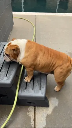 Bulldog Dad 