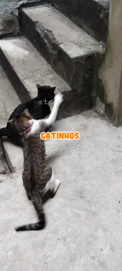 Briga de Gatos 