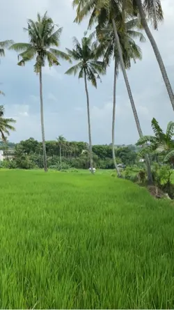 Suasana sawah