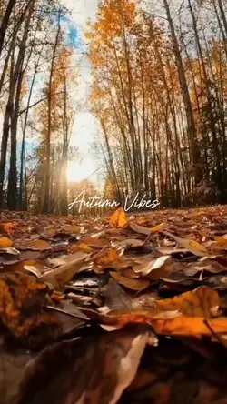 Autumn Aesthetic