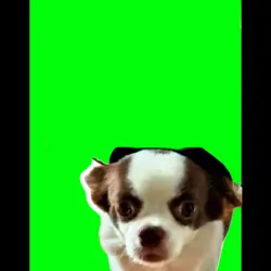 Cutedogs