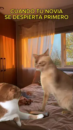GATOS PELEANDO