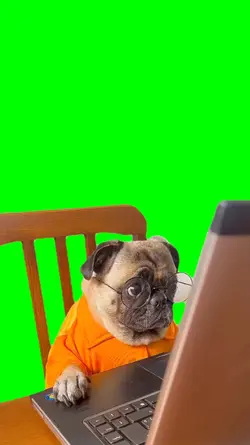 pug doing work 