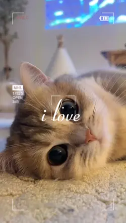 i love cats